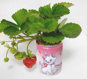 Can Vegetables & Fruits Can Vegetables & Fruits